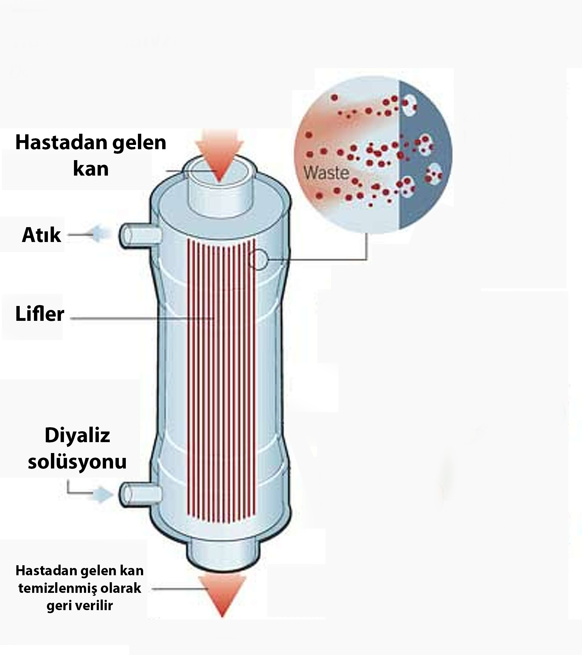 Diyalizör Filtre Yapısı